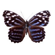 The blue-banded purplewing